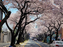 벚꽃거리 전농로